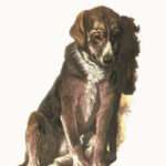 Χωρίς Οικογένεια, Σκυλιά Ακαθόριστης Ράτσας